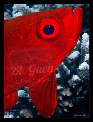 Priacanthe - Collection Sous-marines - sous-marin, océan, coraux, plongée