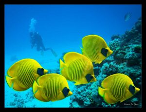 Papillons - Collection Sous-marines - sous-marin, océan, coraux, plongée