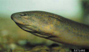 Monopterus