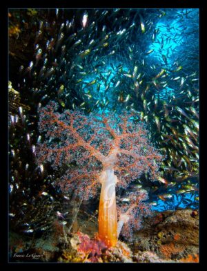 L'arbre de la sagesse - Collection Sous-marines - sous-marin, océan, coraux, plongée