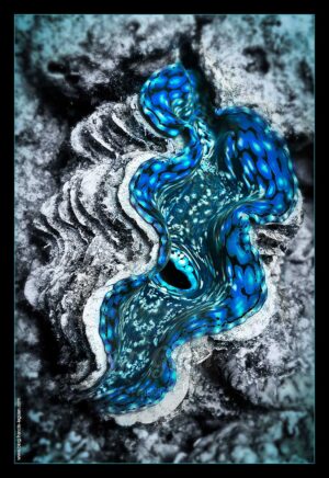 Blue lips - Collection Sous-marines - sous-marin, océan, coraux, plongée