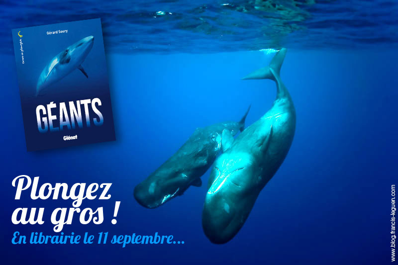 cachalotsgeants