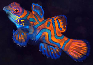 mandarin