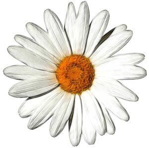 marguerite