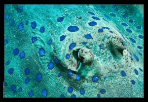 Pastenague à pois bleus - Collection Sous-marines - sous-marin, océan, coraux, plongée