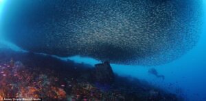 sardines