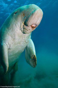 9-Dugong Mer rouge