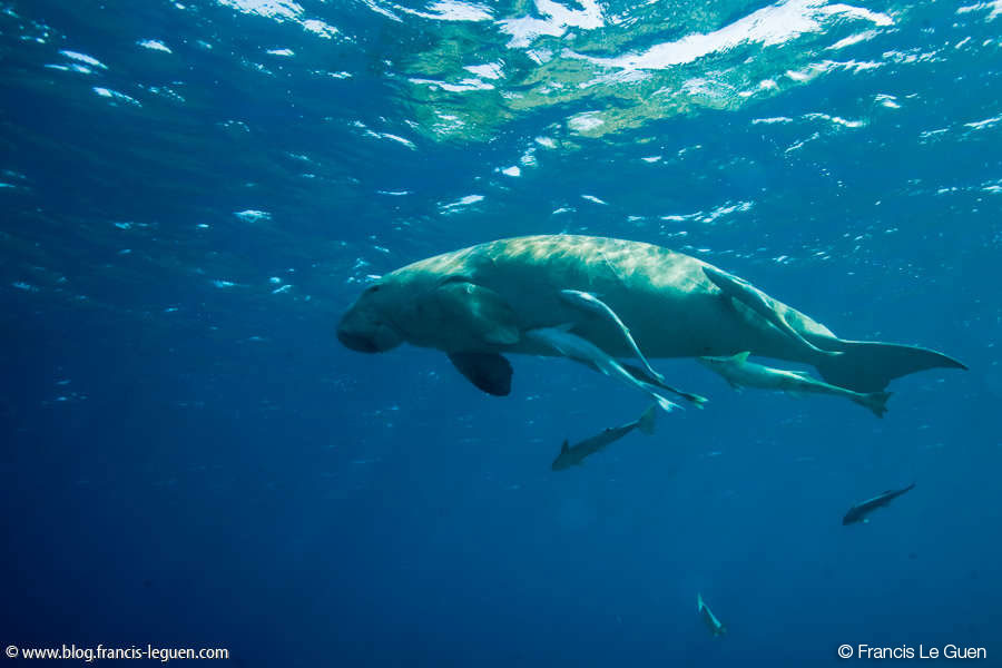 Dugong-Mer-Rouge