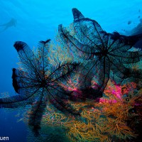 Philippines : plonger à Moalboal - Philippines - visuel, art, création