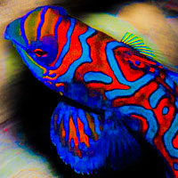 Philippines : les poissons mandarin - Philippines - ambiance, art, netteté