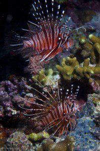 Philippines : les poissons mandarin - Philippines - ambiance, art, netteté