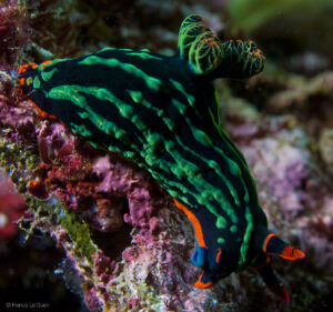 Philippines : les poissons mandarin - Philippines - ambiance, art, netteté