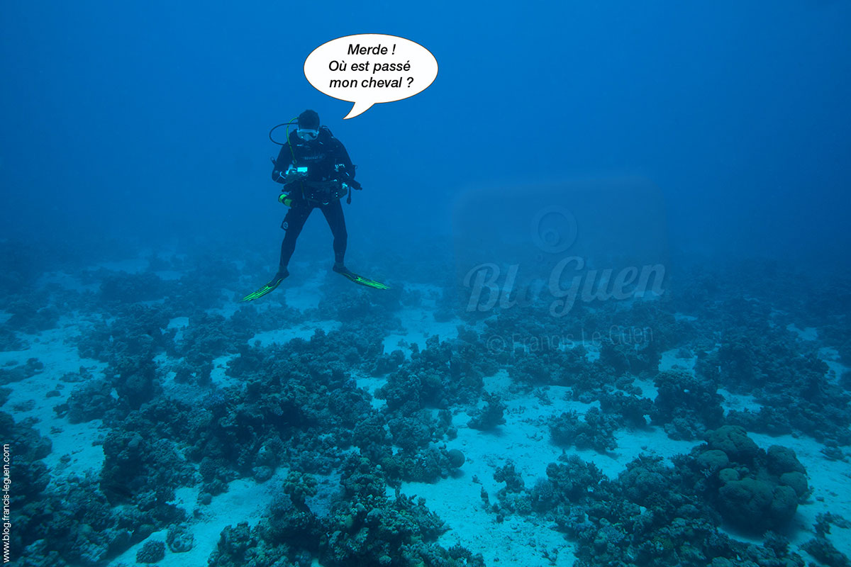 Exocet Diving Attitude plongée Egypte cheval