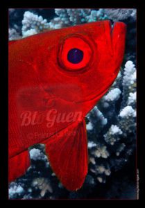 Croisière en mer rouge sur l'Exocet - Egypte - visuel, lumière, couleur