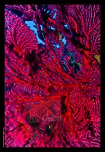 Croisière en mer rouge sur l'Exocet - Egypte - visuel, lumière, couleur