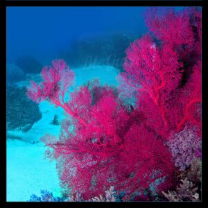 Pink - Collection Sous-marines - sous-marin, océan, coraux, plongée