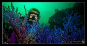 Oman - Collection Sous-marines - sous-marin, océan, coraux, plongée
