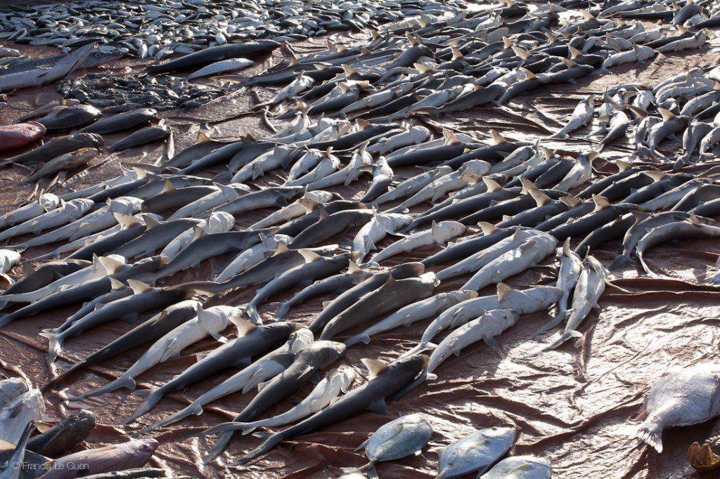Requins Oman