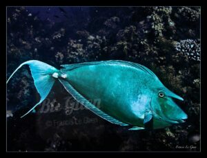 Unicornis - Collection Sous-marines - sous-marin, océan, coraux, plongée