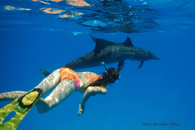 Plongez libres ! dauphins Sataya