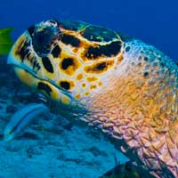 Je n&rsquo;ai rien contre les tortues