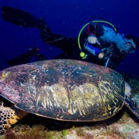 Je n'ai rien contre les tortues - Humeur - ambiance, lumière, joie