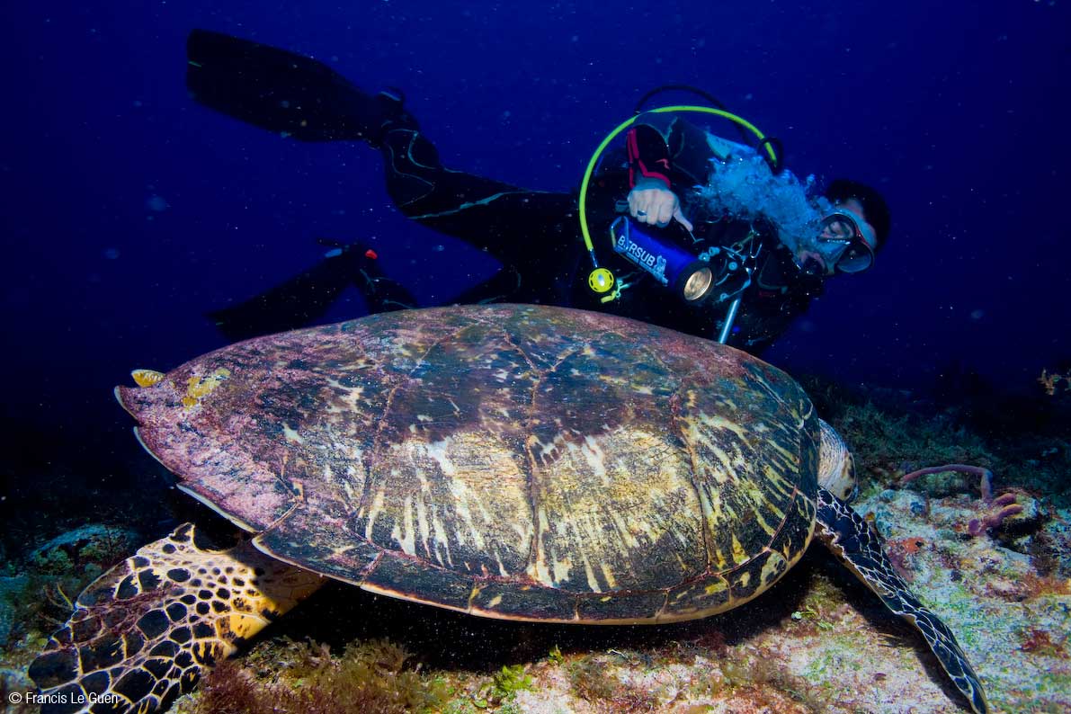 tortue au Mexique tortue-mexique