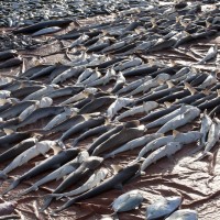 Sauvez les requins des Emirats - Humeur - joie, intimité, douceur