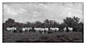 Camargue - Collection Littoral - littoral, côte, rivage, plage