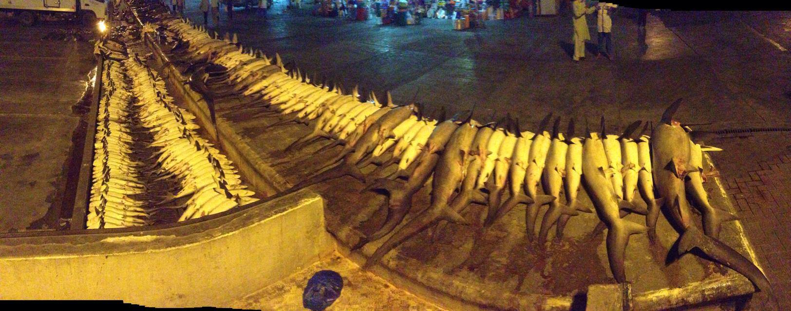 Massacre de requins à Dubaï requins dubai