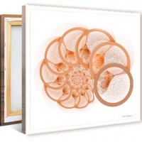 Fractales : collection Mikros - Fractales - courbes, infini, zoom