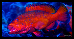 Mérou tropical - Collection Sous-marines - sous-marin, océan, coraux, plongée