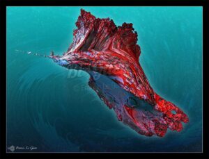 SPANISH DANCER - Collection Ichtyos - poissons, aquatique, marin