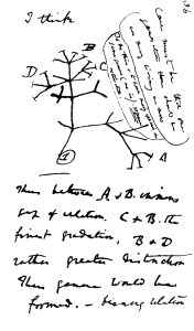 Darwin_tree