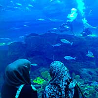 Dubaï : plongez dans l’aquarium aux requins…