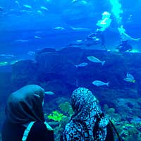 Dubaï : plongez dans l&rsquo;aquarium aux requins…