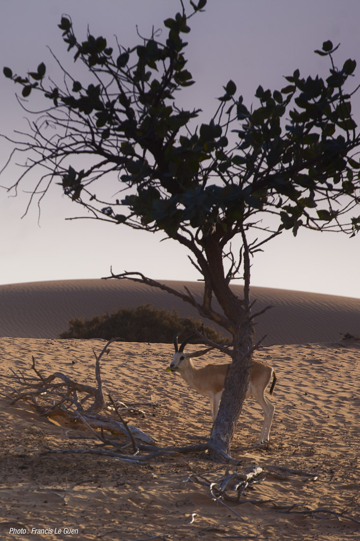 L'arbre qui cache la gazelle... Dubaï