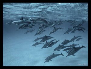 Delphis - Collection Sous-marines - sous-marin, océan, coraux, plongée