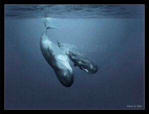 Leviathan - Collection Sous-marines - sous-marin, océan, coraux, plongée