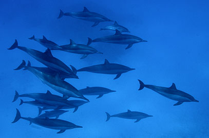 Égypte : plongée avec les dauphins sauvages de Sataya