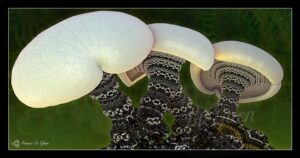 MAGIC MUSHROOMS - Collection Jungle - jungle, tropical, végétation, nature