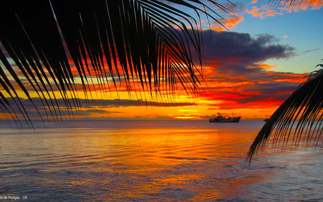 TripAdekua | les plus belles plongées de Tahiti | Rangiroa et Fakarava