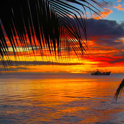 TripAdekua | les plus belles plongées de Tahiti | Rangiroa et Fakarava - Voyages | Plongées - lumière, détail, moment