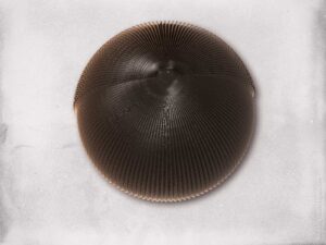 Mandelbulber : et maintenant les shaders ! - Fractales - géométrie, symétrie, zoom