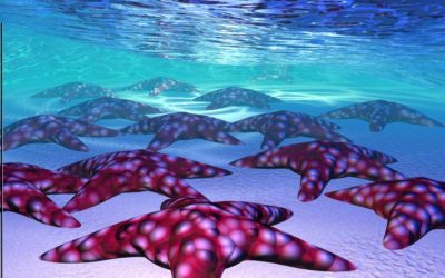 Echinodermeries