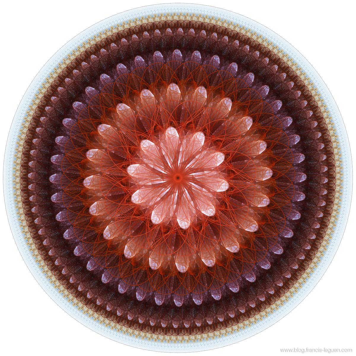 Maurer rose - Apophysis