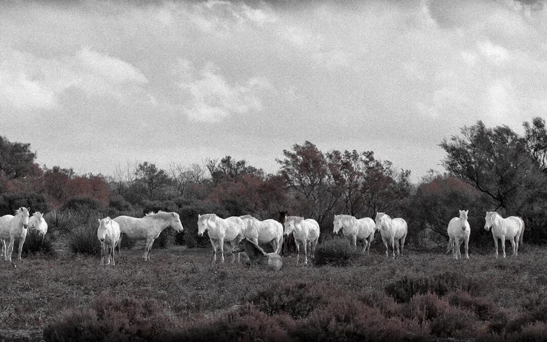 Camargue exquise