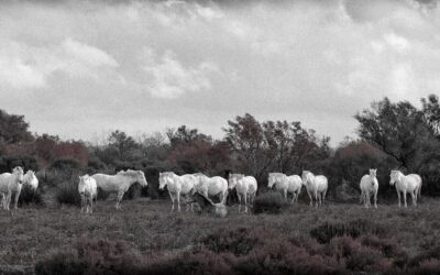 Camargue exquise
