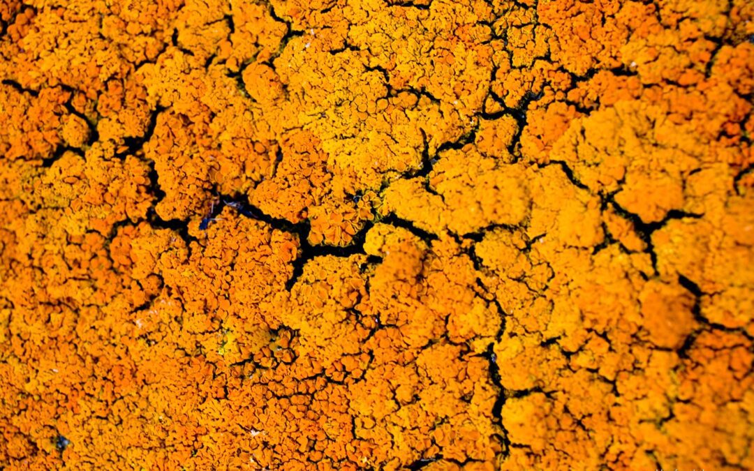 Blender : modéliser les algues et les lichens