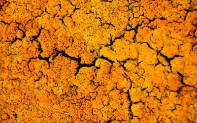 Blender : modéliser les algues et les lichens